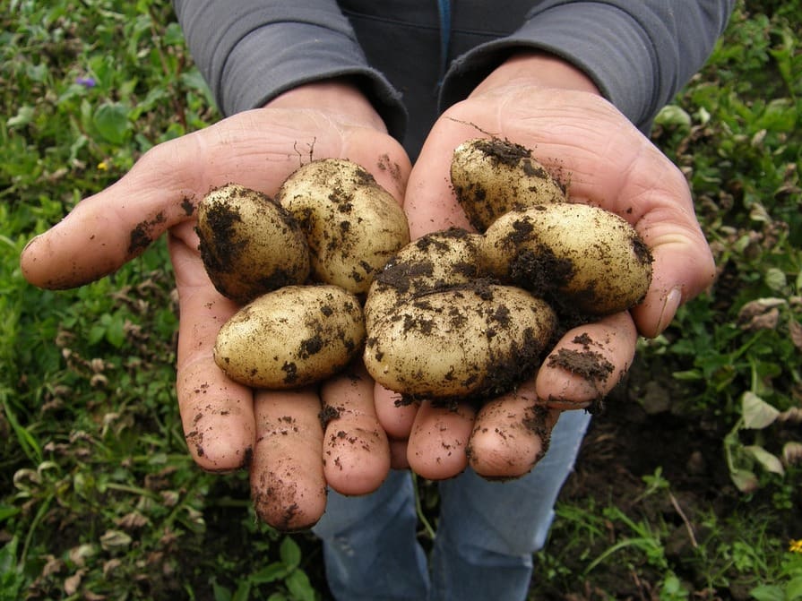 Hände halten Kartoffeln direkt aus der Erde